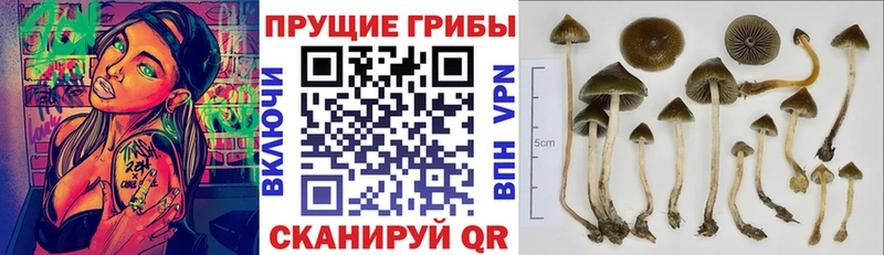 цена   Кочубеевское  Псилоцибиновые грибы Psilocybe 